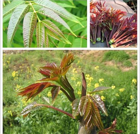 樁樹|香椿 Toona sinensis